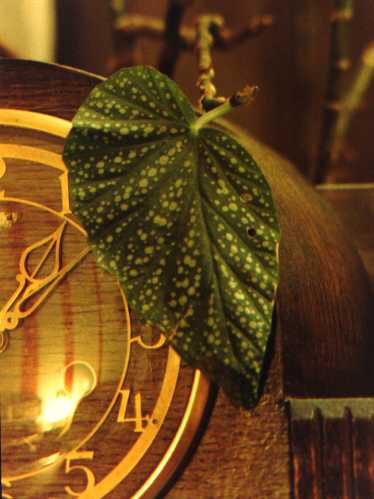 Leaf hanging in front of clock.