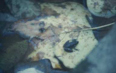 Small frog on leaf in river.