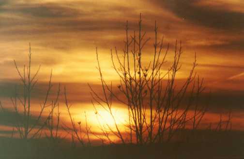 Orange sunset through tree twigs sticking up.