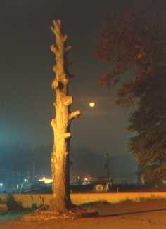 Bare tree trunk in city with moon in background.